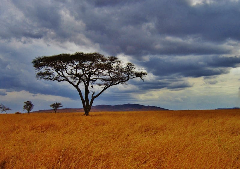 Baobab Tree
